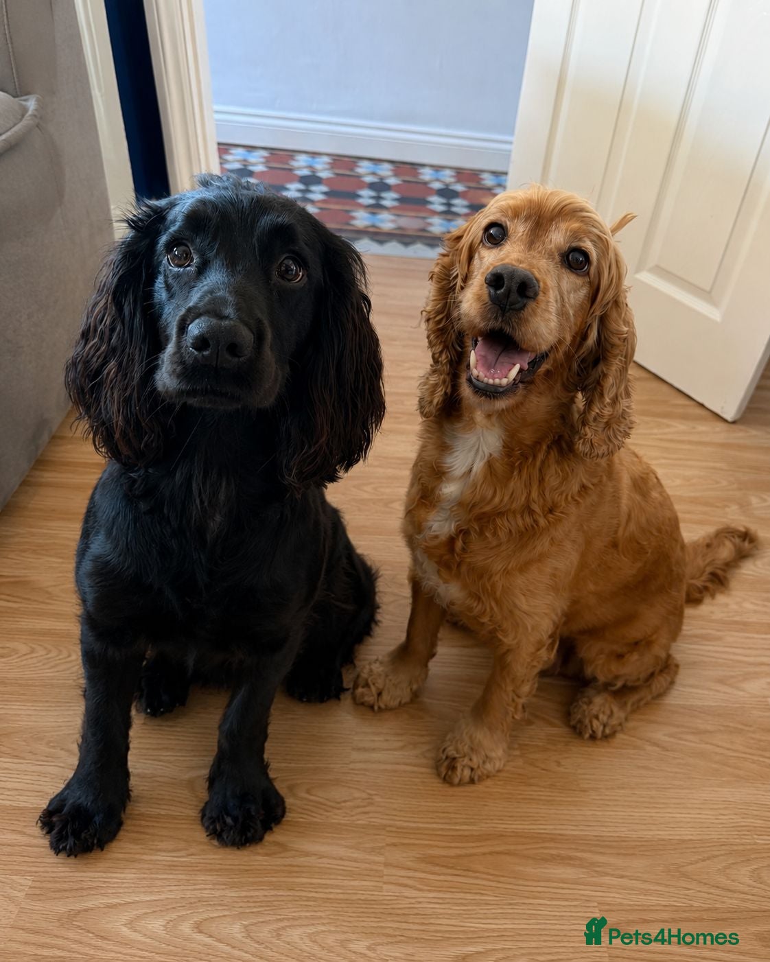 Cocker Spaniel dogs Beautiful KC Cocker Spaniel Puppies   - Advert 1