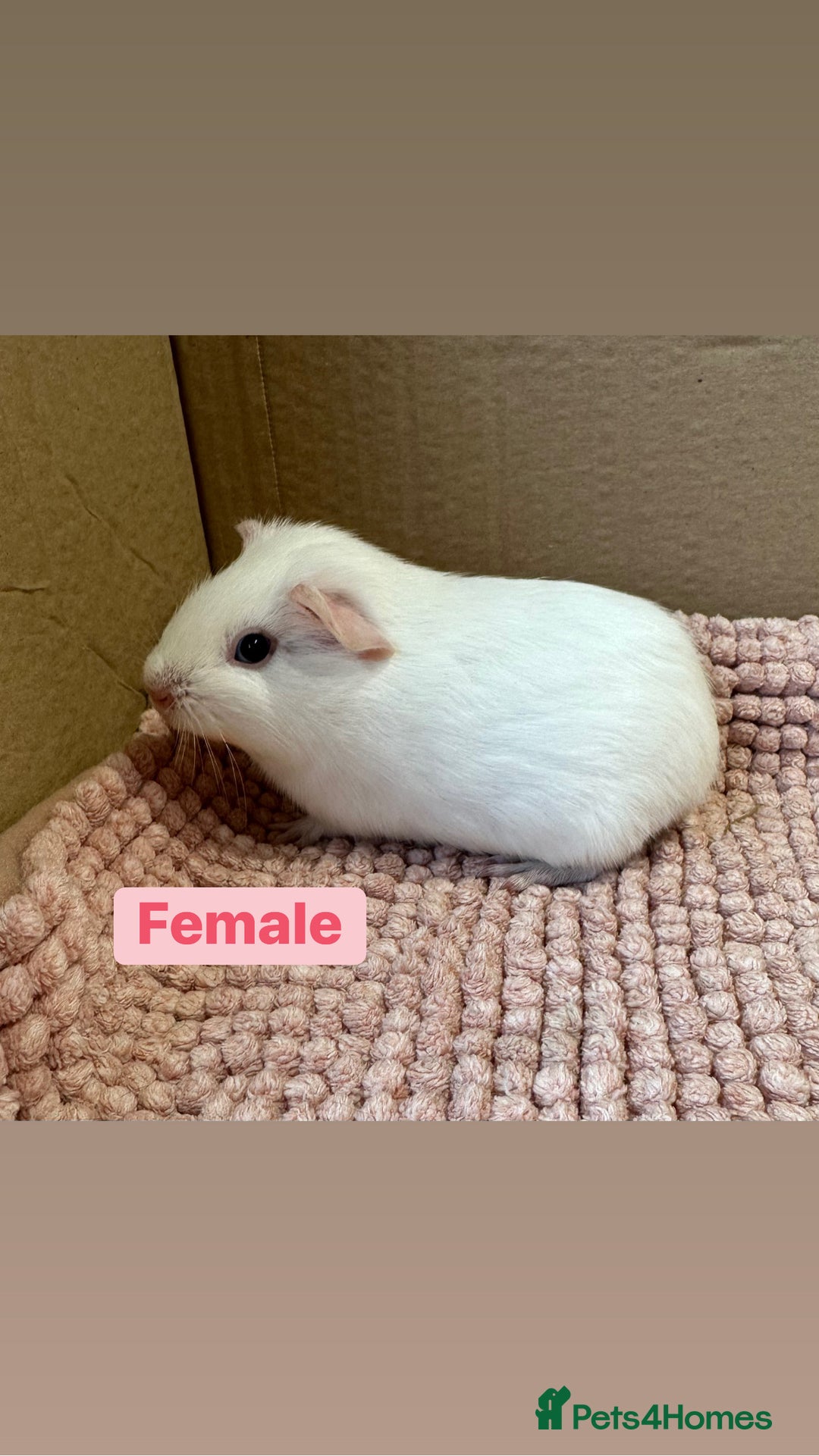 Guinea Pig rodents for sale: Young Guinea pigs  - Advert 2