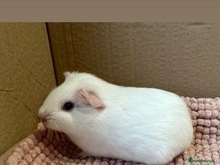 Guinea Pig rodents Young Guinea pigs - Advert 18