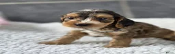 Cockapoo dogs for sale: Stunning Cockapoo Pups- Last Girl and 2 Boys - Advert 7