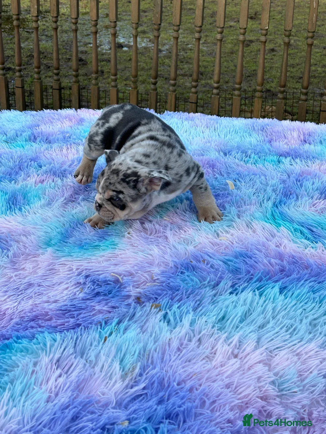 English Bulldog dogs for sale: English bulldog  - Advert 3