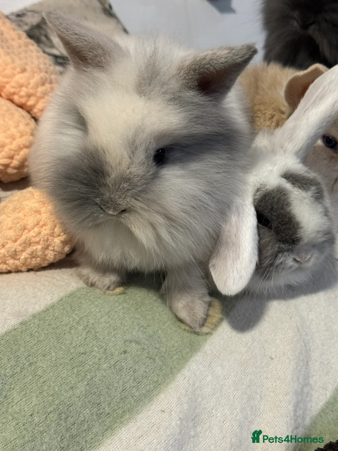 Mini Lop rabbits for sale: Gorgeous mini lop & lion lop babies  - Advert 10