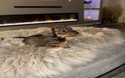 Dachshund dogs for sale: 2 beautiful wirehair dachshund (teckel) pups left - Image 6