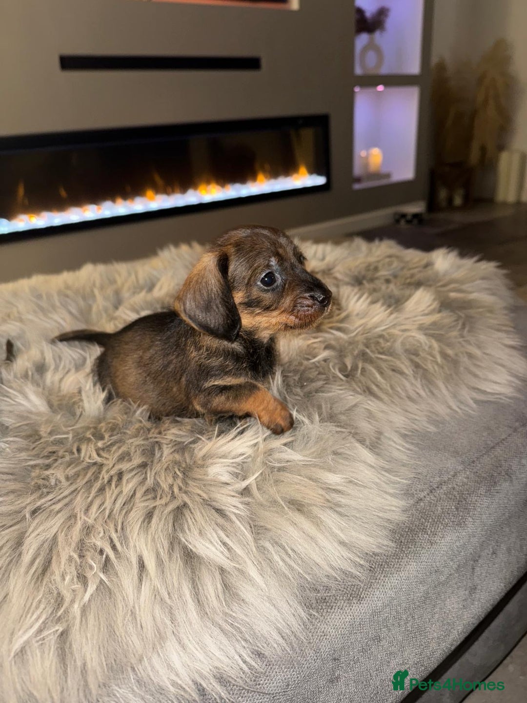 Dachshund dogs for sale: 2 beautiful wirehair dachshund (teckel) pups left - Image 6