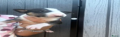 English Bull Terrier 4