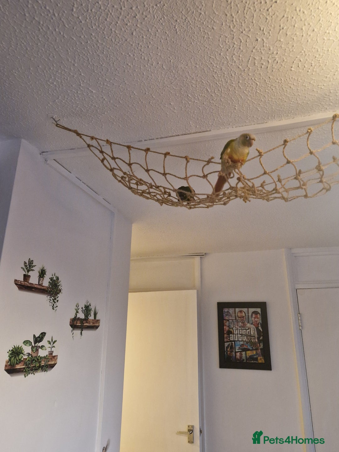 Conures birds for sale: Female conure 5 Months Old - Advert 5