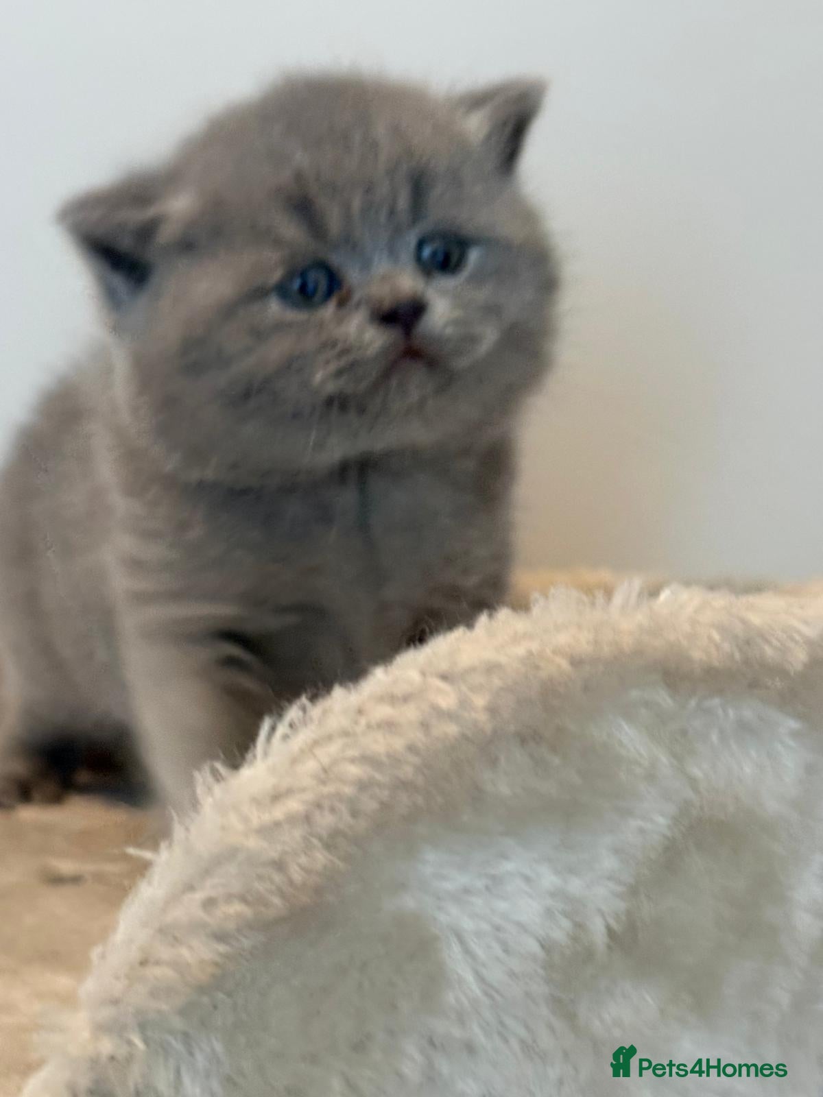 British Shorthair cats Supreme quality British Shorthair kittens - Advert 2