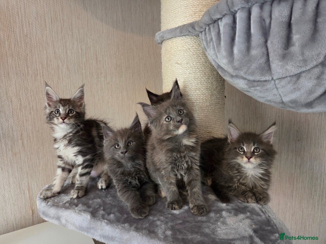Maine Coon cats for sale: TICA REGISTERED MAINE COON KITTENS - Image 24