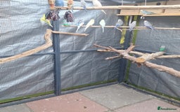 Budgerigars birds for sale: budgies for sale birmingham. - Image 6