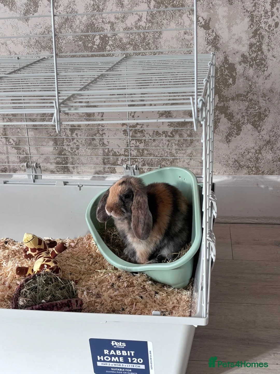 English rabbits for sale: Rabbit for sale  in Manchester - Advert 1