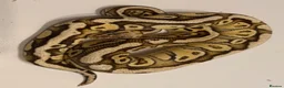 Python Snake reptiles for sale: Various Ball Pythons for sale - Advert 9