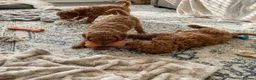 Cockapoo dogs for sale: Cockapoo puppies  in Glasgow - Advert 4