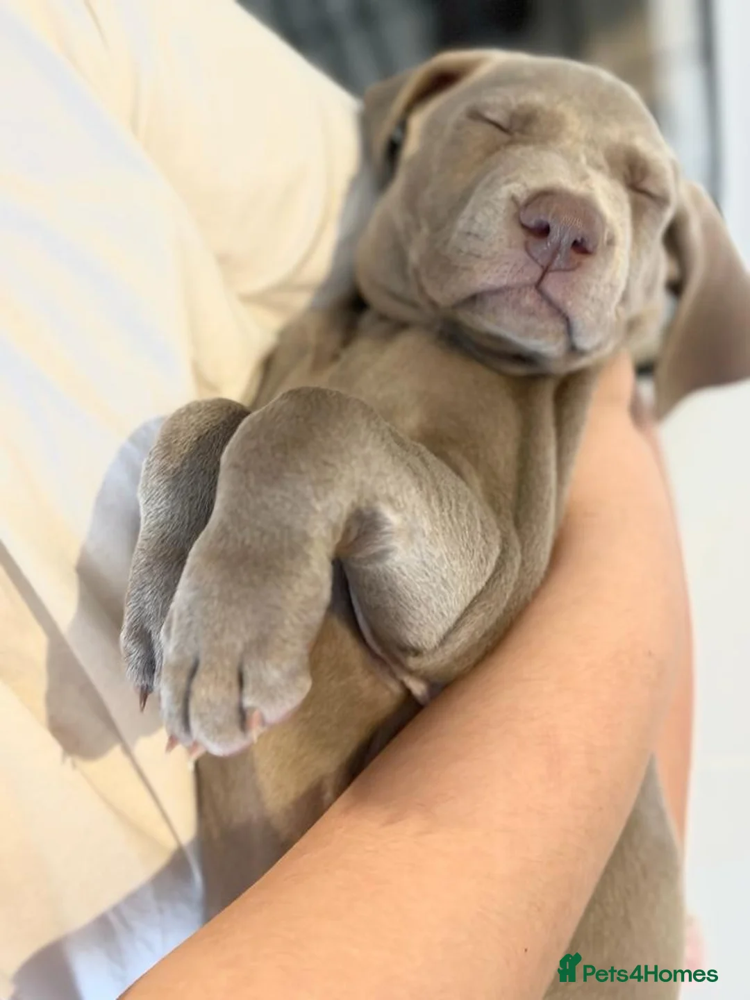 Weimaraner dogs for stud: KING KAISER in Manchester - Advert 13