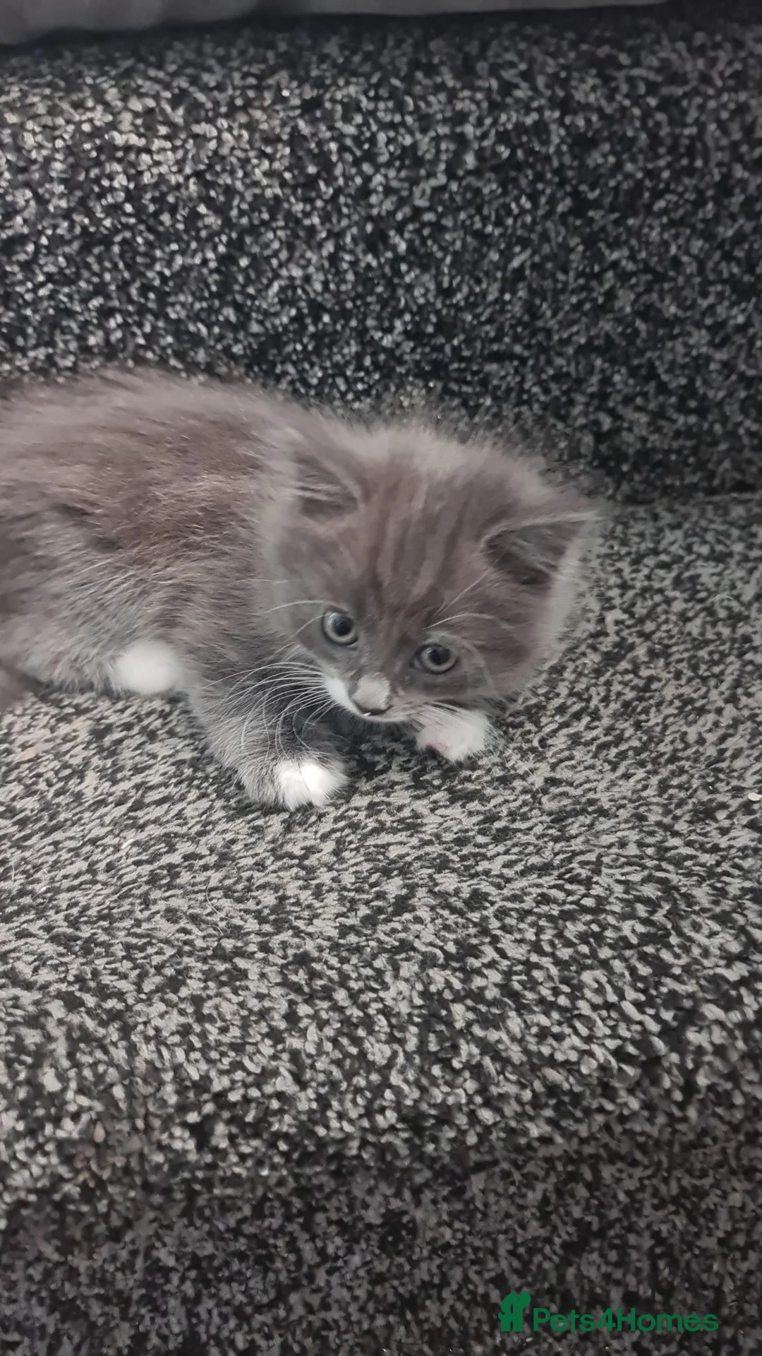 Mixed Breed cats for sale: Kittens - Advert 2