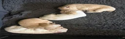 Cocker Spaniel dogs for sale: KC Registered Cocker Spaniel Health Tested puppie - Advert 9