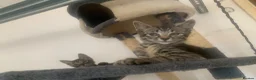 Mixed Breed cats for sale: Savannah x Domestic Black Tom Cat - Advert 25