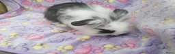 Mini Lion Lop rabbits for sale: Mini lop and mini lion lops - Advert 12