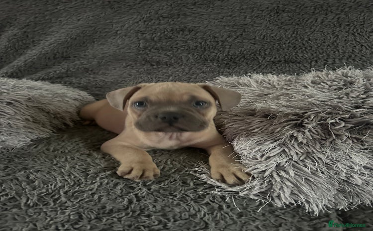 Mixed Breed dogs - Advert 10