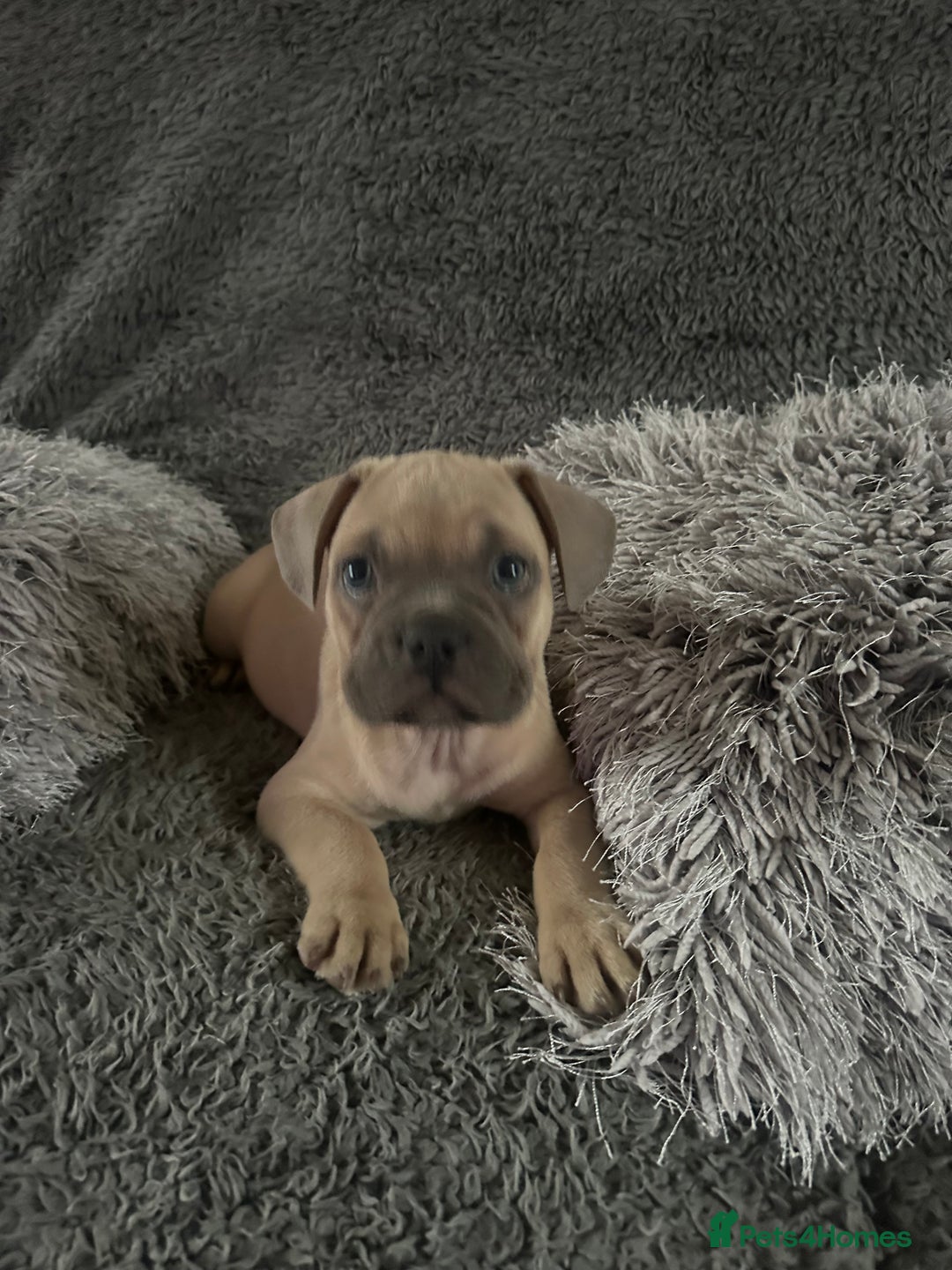 Mixed Breed dogs for sale: Rare breed French Bulldog x English bulldog   - Image 1