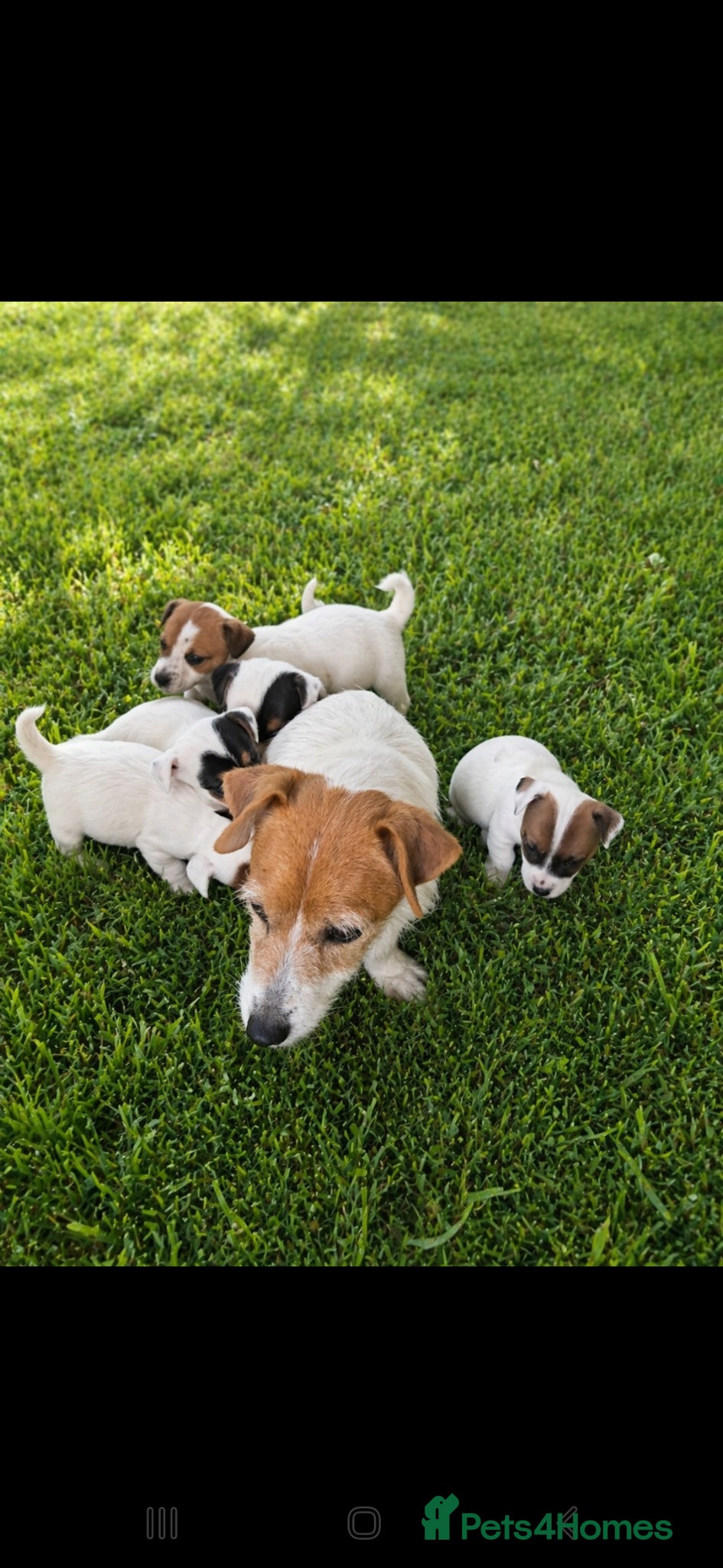 Jack Russell dogs Beautiful litter of tiny jack russle puppy's  - Advert 2