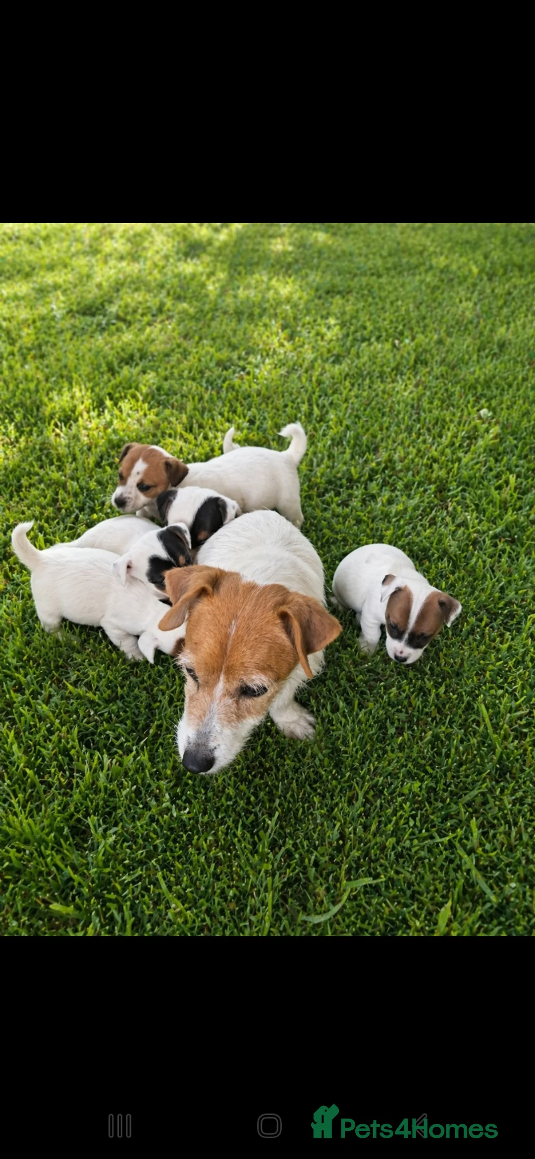 Jack Russell dogs for sale: Beautiful litter of tiny jack russle puppy's  - Advert 1