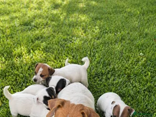 Jack Russell dogs Beautiful litter of tiny jack russle puppy's - Advert 1
