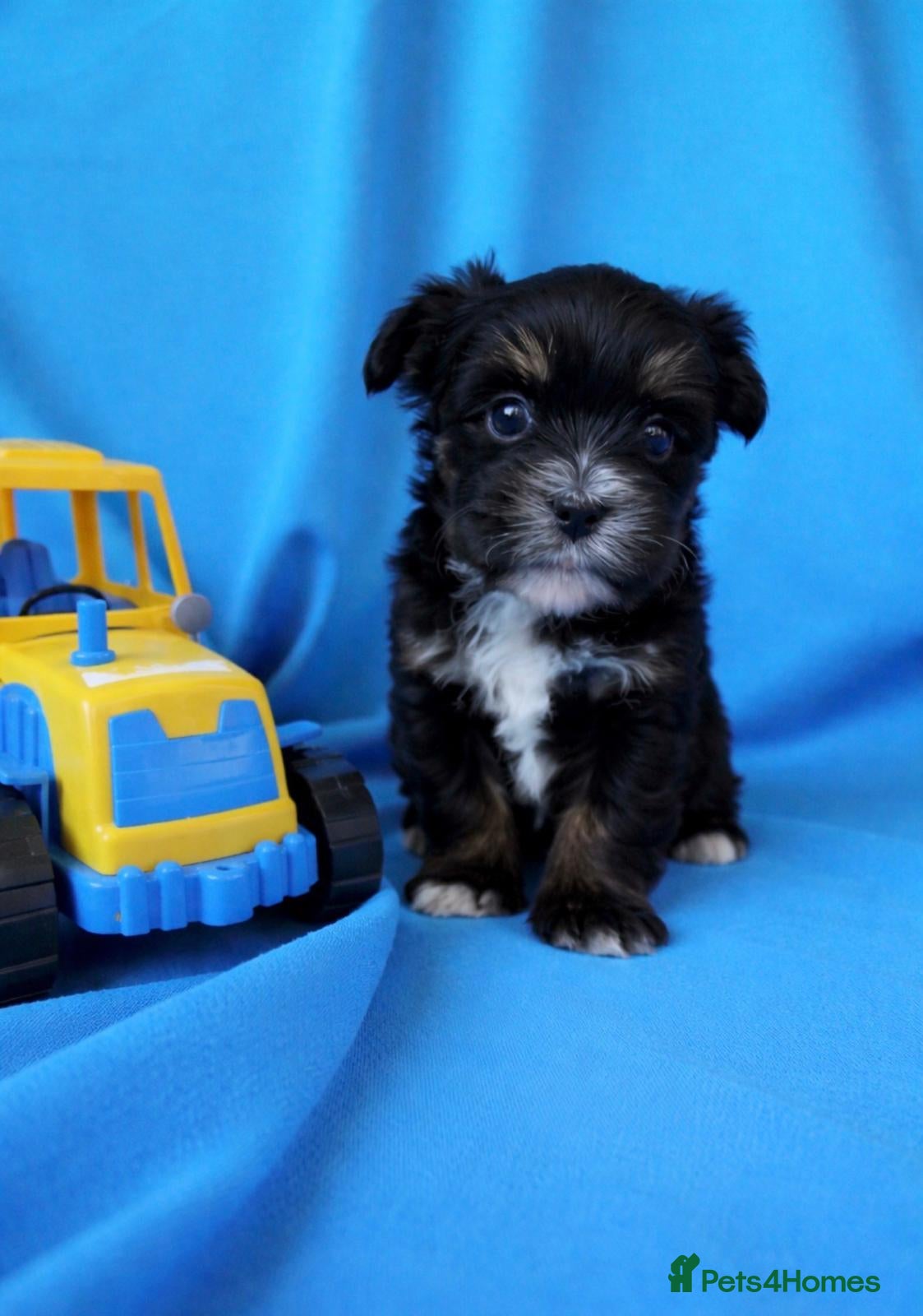 Biewer Terrier dogs Biewer Terrier  - Advert 2