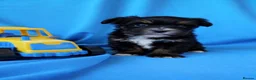 Biewer Terrier dogs for sale: Biewer Terrier  - Advert 11