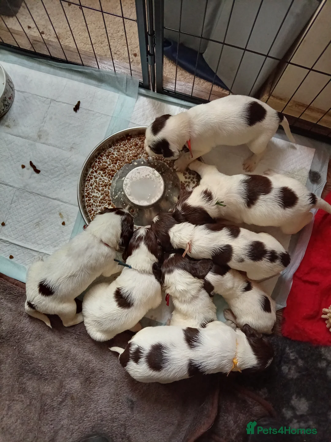English Springer Spaniel dogs for sale: Beautiful working english Springer spaniels in Spalding - Advert 5