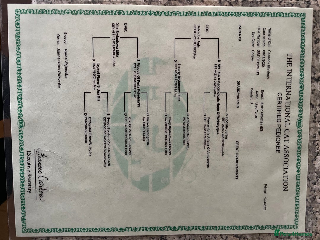 British Shorthair cats for sale: Beautiful BSH lilac Tortie girl for sale - Advert 13