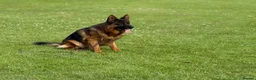 German Shepherd dogs for sale: Outstanding GSD male for sale - Advert 8