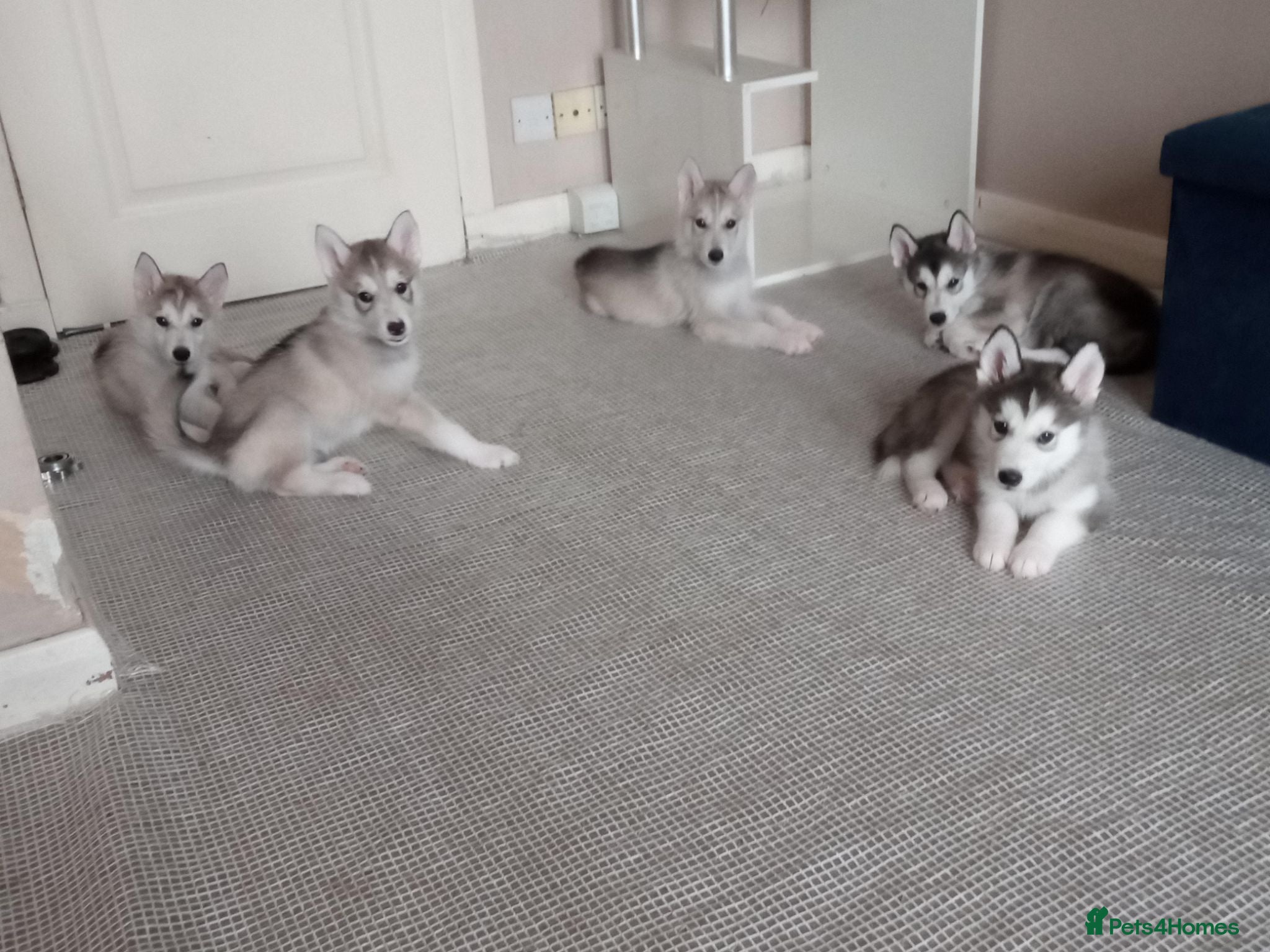 Siberian Husky dogs Siberian Husky puppies for sale - Advert 6