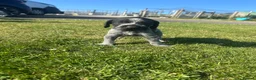 German Wirehaired Pointer dogs for sale:  German wired haired pointer pup (BOY)💙 - Advert 9