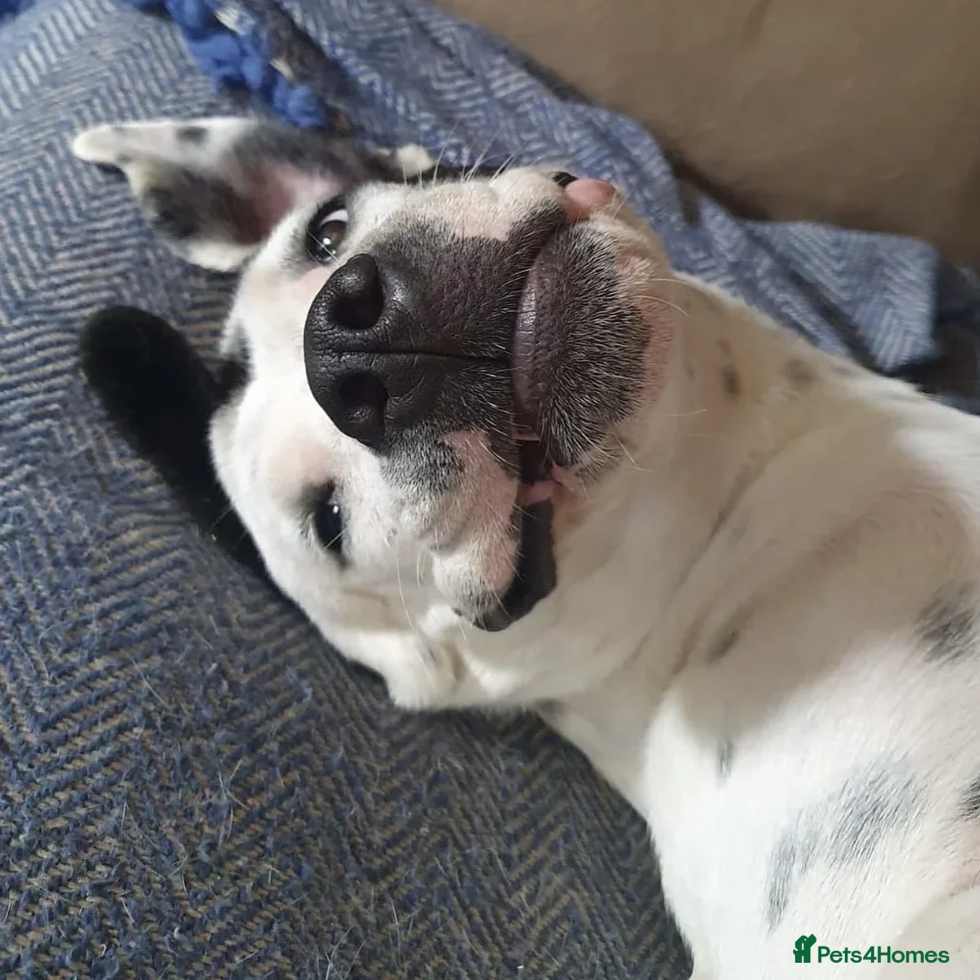 Mixed Breed dogs for adoption: Vicky (Dalmatian/Staffie mix) in London - Image 1