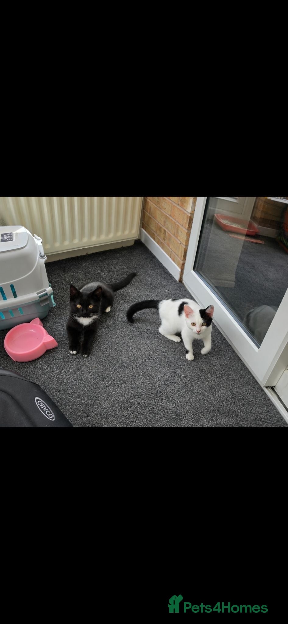 Mixed Breed cats Two kittens, 6 months, ready for a home. - Advert 4