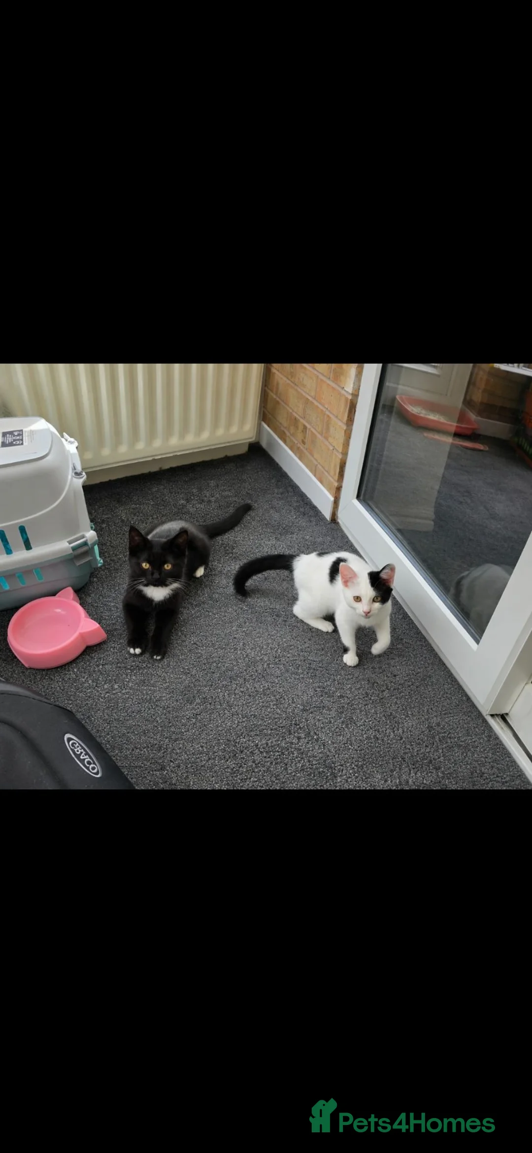Mixed Breed cats for sale: Two kittens, 6 months, ready for a home. - Advert 1