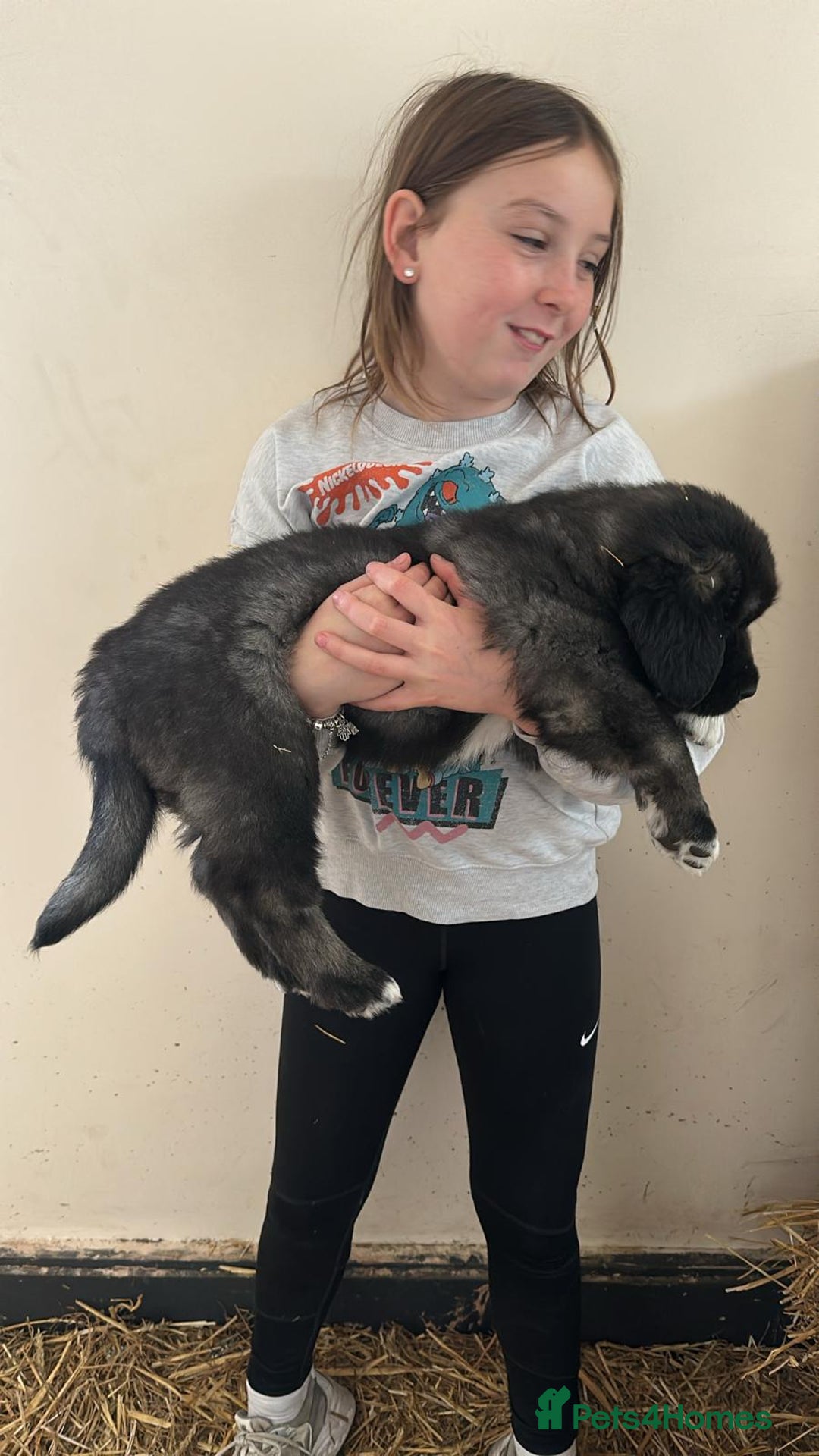 Caucasian Shepherd Dog dogs for sale:  ⭐️Caucasian shepherds⭐️puppies #bears big boned   - Image 33