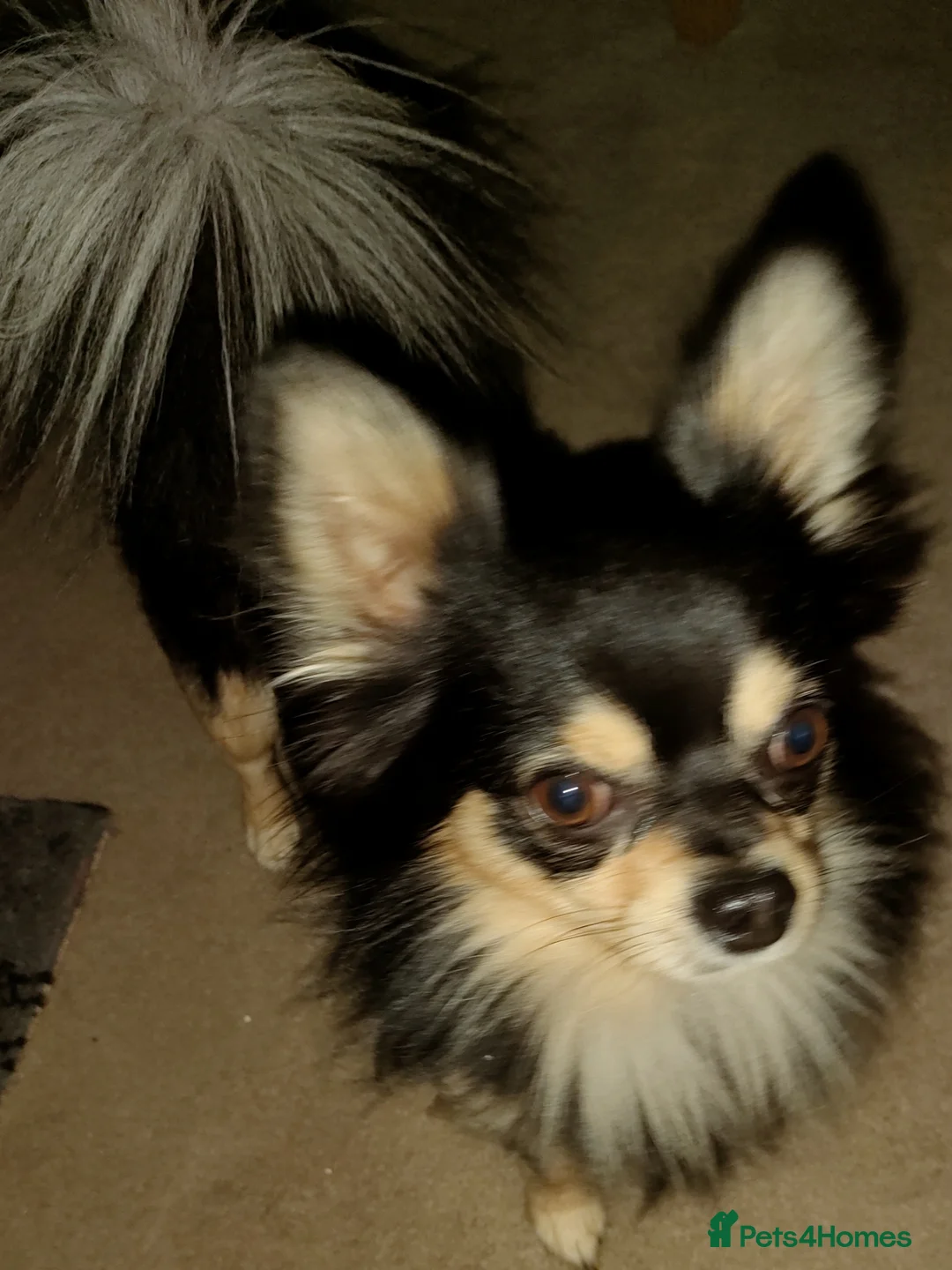 Chihuahua dogs for stud: Stud long haired Chihuahua  - Advert 12