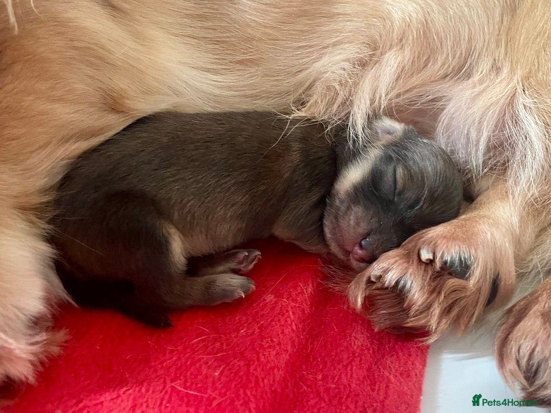 Dachshund dogs for stud: Proven Stud - Longhaired Cream Miniature Dachshund in Camborne - Advert 6