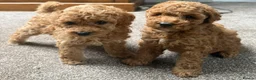 Toy Poodle dogs for sale: Apricot Beauties!  - Advert 6