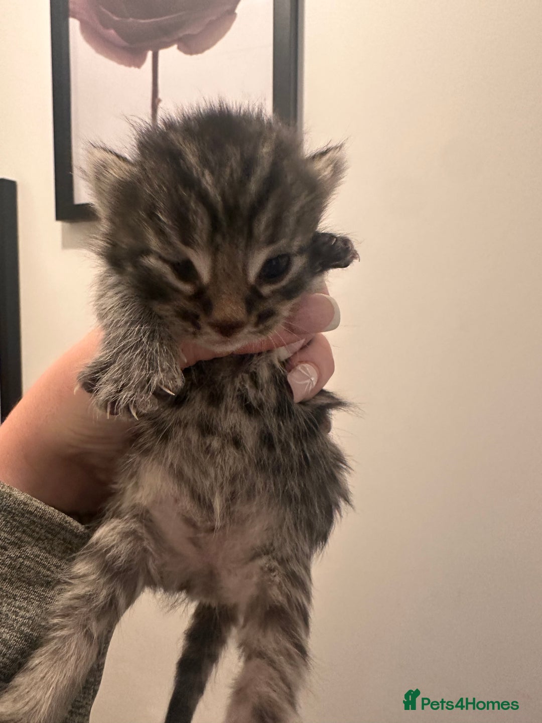 Mixed Breed cats for sale: Gorgeous domestic kittens - Advert 5