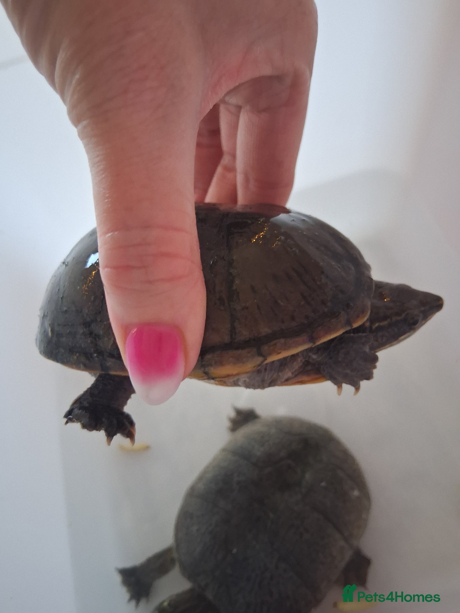 Turtle reptiles Musk baby turtle  - Advert 2