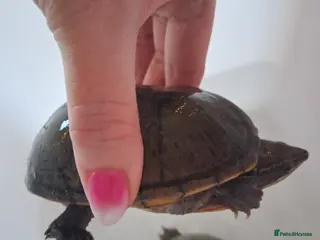 Turtle reptiles Musk baby turtle - Advert 2