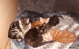 British Shorthair cats for sale: Adorable Kittens FOR SALLE  - Image 1