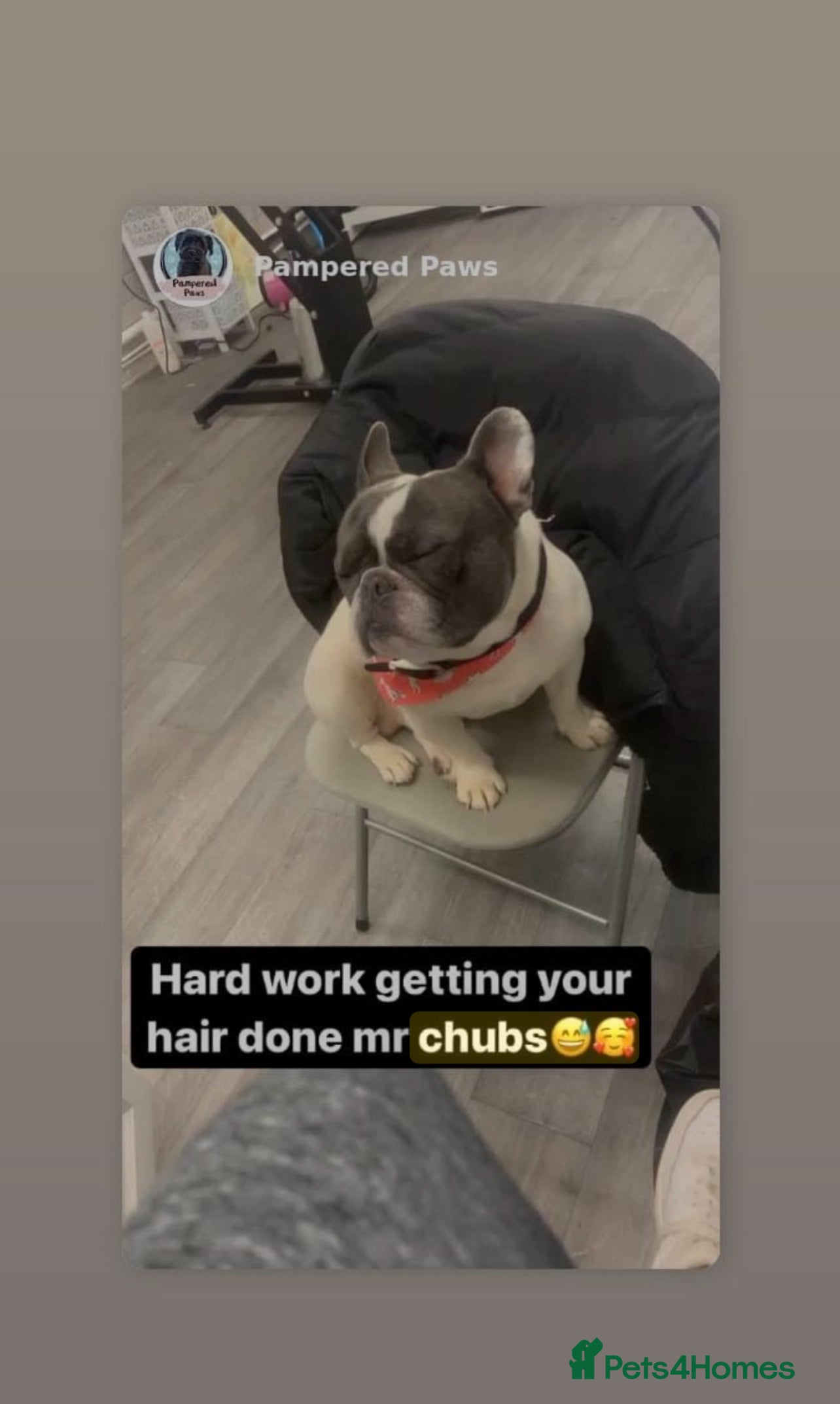 French Bulldog dogs French bulldog  - Advert 1