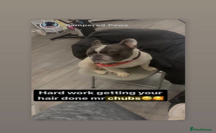 French Bulldog dogs French bulldog  - Advert 10