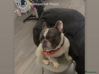 French Bulldog dogs French bulldog - Advert 2