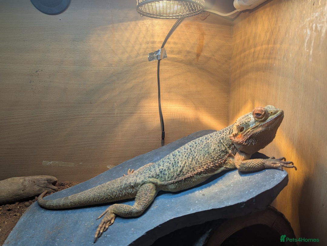 Bearded Dragon reptiles for sale: Bearded dragon  - Image 5