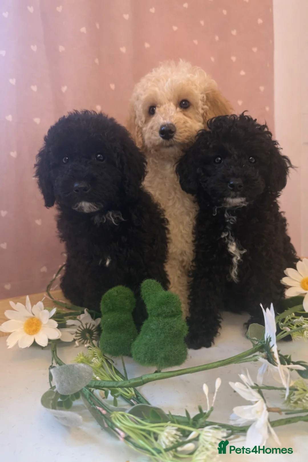 Labradoodle dogs for sale: Health tested labradoodles 🥰 - Advert 2