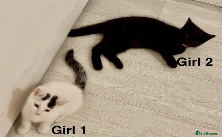 Domestic Shorthair cats - Advert 2